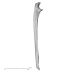 DV14-106 Homo sapiens ulna right lateral