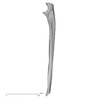 DV14-106 Homo sapiens ulna right medial