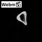 DV14-106 Homo sapiens ulna right ct stack movie