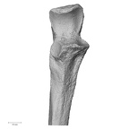 DV14-106 Homo sapiens ulna right proximal anterior