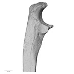 DV14-106 Homo sapiens ulna right proximal lateral