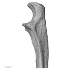 DV14-106 Homo sapiens ulna right proximal medial