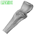 DV14-106 Homo sapiens ulna right proximal ply