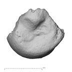 DV14-107 Homo sapiens ulna left distal distal