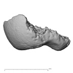 DV14-107 Homo sapiens ulna left distal lateral