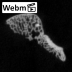 DV14-107 Homo sapiens ulna left distal ct stack movie
