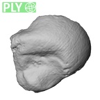 DV14-107 Homo sapiens ulna left distal ply