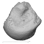 DV14-107 H. sapiens ulna left distal high resolution