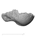 DV14-107 Homo sapiens ulna left distal medial