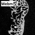 DV14-107 Homo sapiens ulna left distal ct stack movie