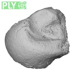 DV14-107 Homo sapiens ulna left distal ply