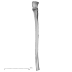 DV14-108 Homo sapiens ulna left anterior