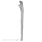 DV14-108 Homo sapiens ulna left lateral