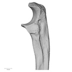 DV14-108 Homo sapiens ulna left proximal lateral