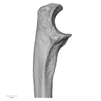 DV14-108 Homo sapiens ulna left proximal medial