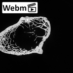 DV14-108 Homo sapiens ulna left proximal ct stack movie