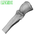 DV14-108 Homo sapiens ulna left proximal ply
