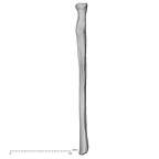 DV14-109 Homo sapiens radius right medial