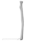 DV14-109 Homo sapiens radius right posterior