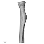 DV14-109 Homo sapiens radius right proximal anterior