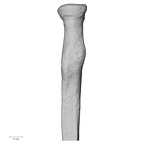 DV14-109 Homo sapiens radius right proximal medial