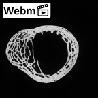 DV14-109 Homo sapiens radius right proximal ct stack movie