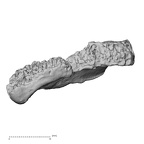 DV14-110 Homo sapiens radius right distal anterior