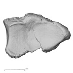 DV14-110 Homo sapiens radius right distal distal