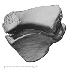 DV14-110 H. sapiens radius right distal