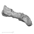 DV14-110 Homo sapiens radius right distal posterior