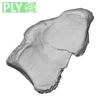 DV14-110 Homo sapiens radius right distal ply
