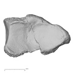 DV14-110 Homo sapiens radius right distal distal