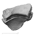 DV14-110 Homo sapiens radius right distal medial