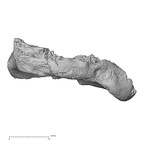 DV14-110 Homo sapiens radius right distal posterior