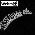 DV14-110 Homo sapiens radius right distal ct stack movie