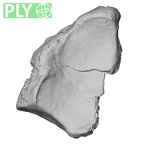 DV14-110 Homo sapiens radius right distal ply