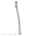 DV14-111 Homo sapiens radius left anterior