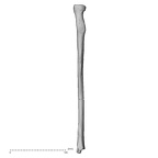 DV14-111 Homo sapiens radius left medial