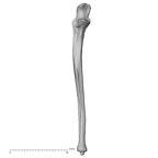 DV15-100 H. sapiens ulna right