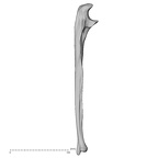 DV15-100 Homo sapiens ulna right lateral