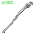 DV15-100 Homo sapiens ulna right ply