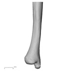 DV15-100 Homo sapiens ulna right distal medial