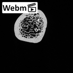 DV15-100 Homo sapiens ulna right distal ct stack movie