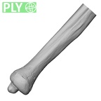 DV15-100 Homo sapiens ulna right distal ply
