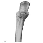 DV15-100 Homo sapiens ulna right proximal anterior