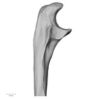 DV15-100 Homo sapiens ulna right proximal lateral