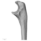 DV15-100 Homo sapiens ulna right proximal medial