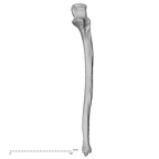 DV15-101 Homo sapiens ulna left anterior