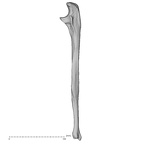 DV15-101 Homo sapiens ulna left lateral