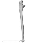 DV15-101 Homo sapiens ulna left medial